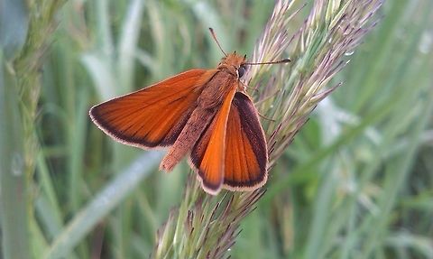 Thymelicus lineola  Essex skipper,Thymelicus lineola