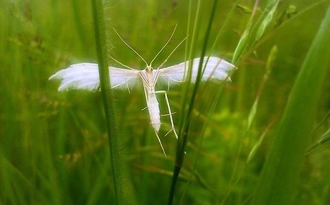 Pterophorus pentadactyla white plum moth Moth,Pterophorus pentadactyla,plum moth