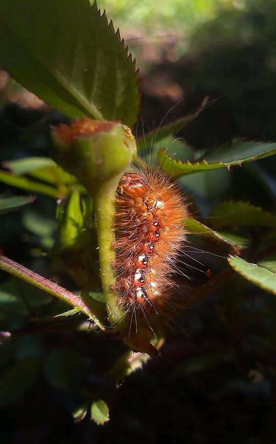 Acronycta rumicis The caterpillar of one of the most common night moth. Acronicta rumicis,Acronycta rumicis,Caterpillar,Moth,moth caterpillar,night moth