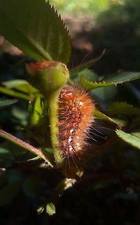 Acronycta rumicis The caterpillar of one of the most common night moth. Acronicta rumicis,Acronycta rumicis,Caterpillar,Moth,moth caterpillar,night moth