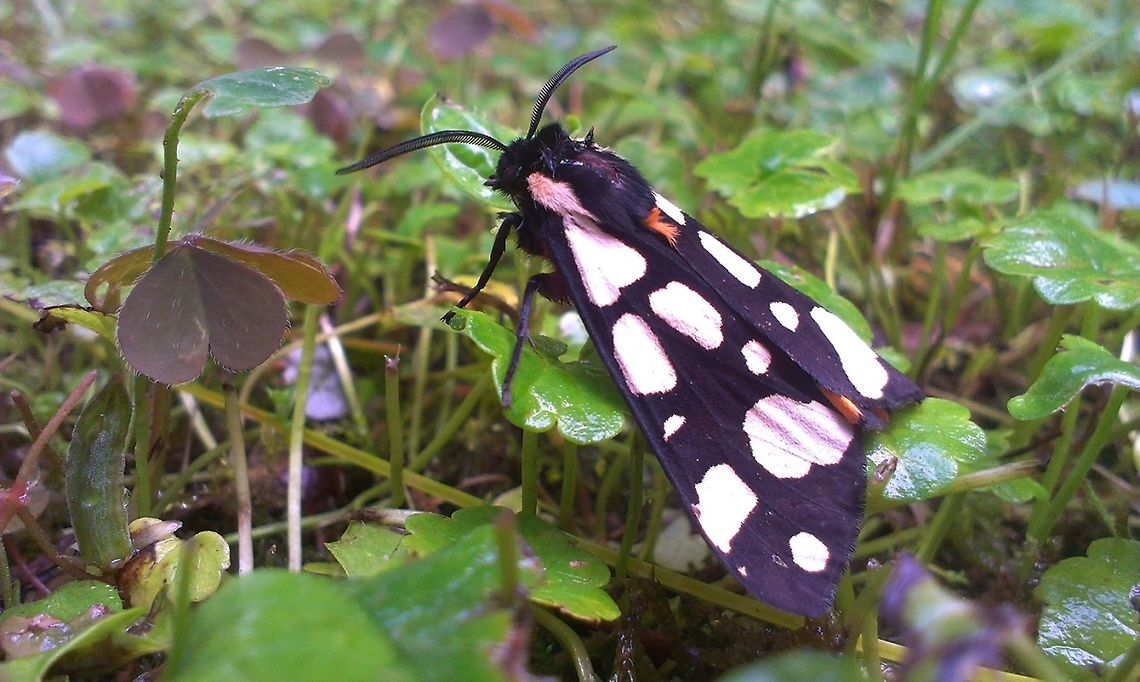 Arctia villica  Arctia villica,Butterfly,Cream-spot Tiger,Epicallia villica,moth