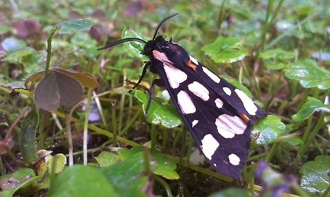 Arctia villica  Arctia villica,Butterfly,Cream-spot Tiger,Epicallia villica,moth