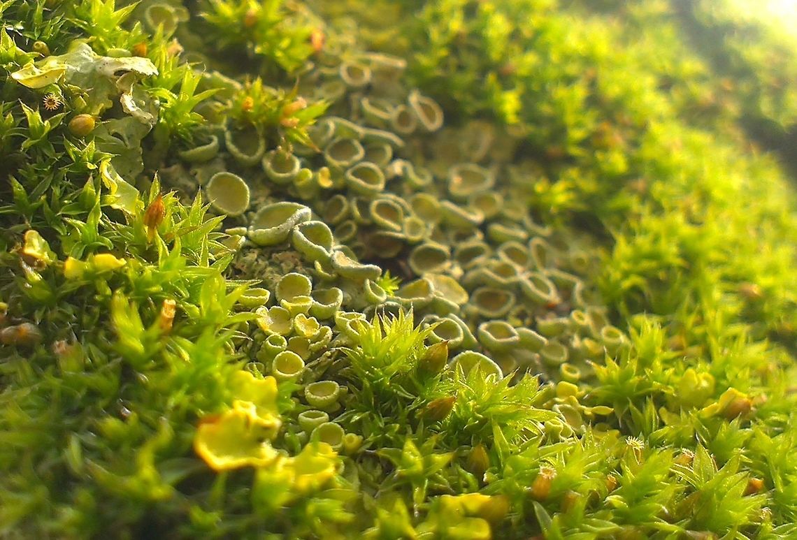 Xanthoria parietina One of the most common lichen among moss on a tree trunk. Unfortunately, I can&#039;t identify the moss. Common orange lichen,Lichen,Xanthoria parietina