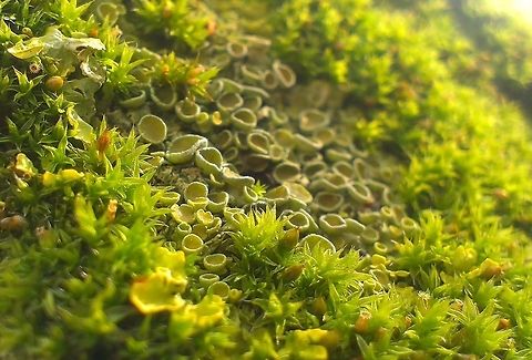 Xanthoria parietina One of the most common lichen among moss on a tree trunk. Unfortunately, I can't identify the moss. Common orange lichen,Lichen,Xanthoria parietina