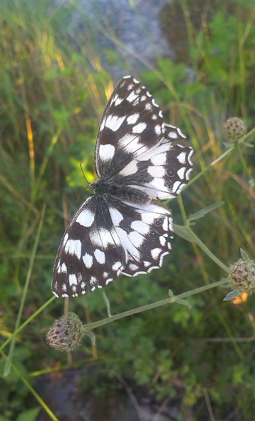 Melanargia galathea  Insects,Marbled White,Melanargia galathea,butterfly
