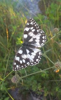 Melanargia galathea  Insects,Marbled White,Melanargia galathea,butterfly