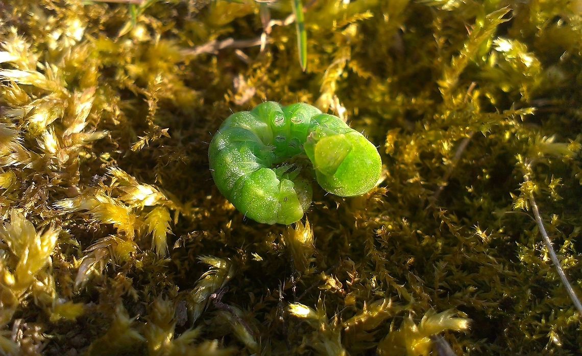 caterpillar on moss ID please! Butterfly,Caterpillar,Green,Moth,moss