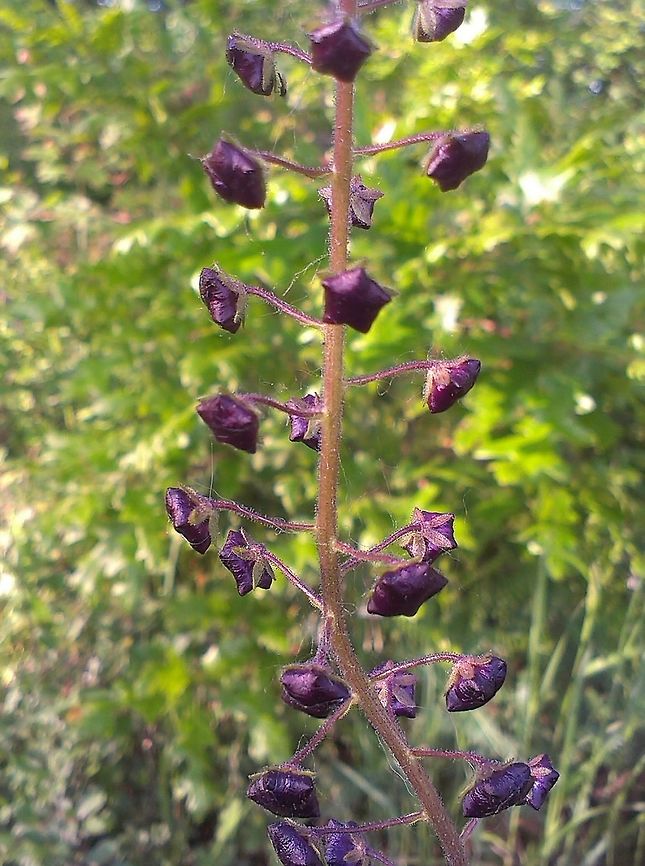 Verbascum phoeniceum  Verbascum phoeniceum