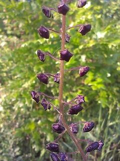 Verbascum phoeniceum  Verbascum phoeniceum