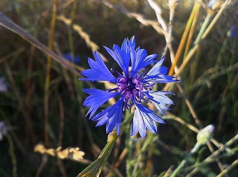 Centaurea cyanus  Bachelors button,Centaurea cyanus