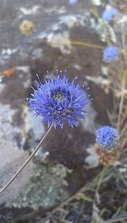 Globularia cordifolia