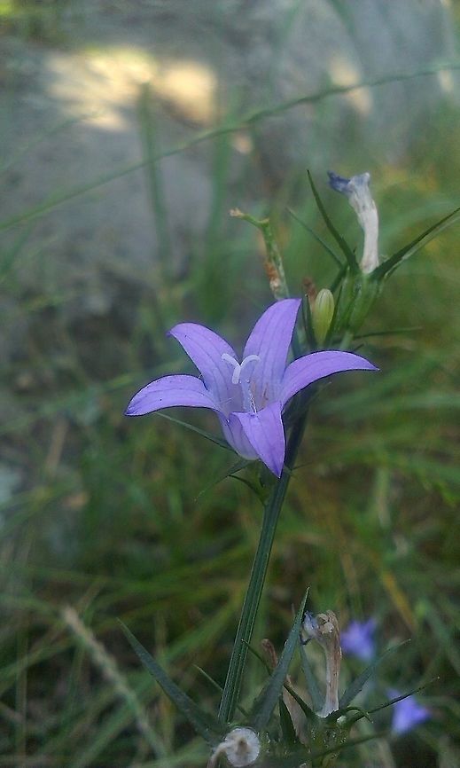 Campanula patula  Bellflower,Campanula patula