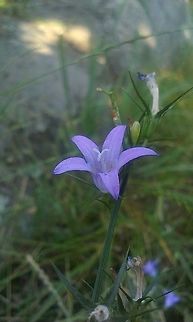Campanula patula  Bellflower,Campanula patula