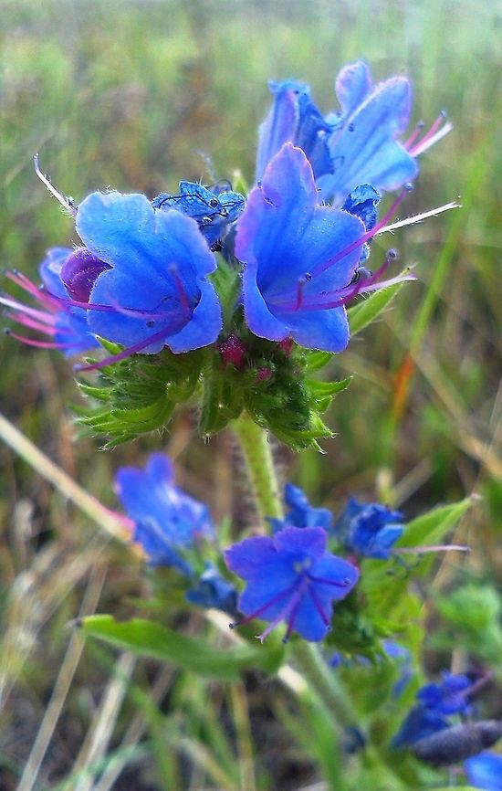 Echium vulgare  Echium vulgare,Vipers Bugloss