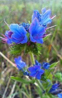 Echium vulgare  Echium vulgare,Vipers Bugloss