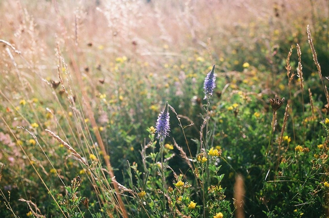 Veronica spicata Smaller and mor fragile than garden descendants.<br />
(Analog photo) Veronica spicata