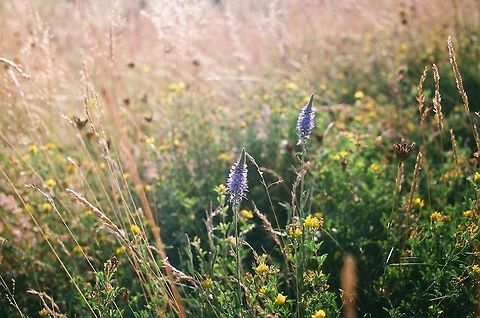 Veronica spicata Smaller and mor fragile than garden descendants.
(Analog photo) Veronica spicata