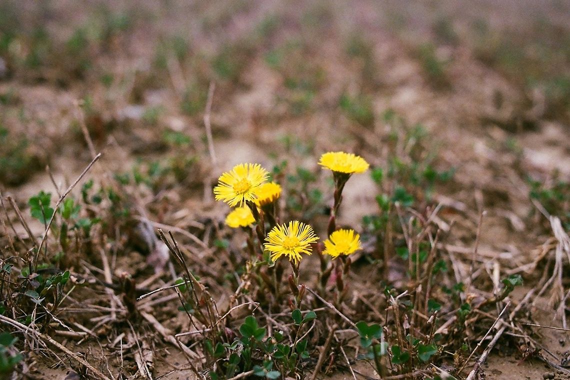 Tussilago farfara Analog photo Coltsfoot,Tussilago farfara