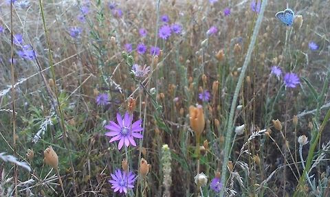 Xeranthemum annuum 
This flower grows mostly in Southern parts of Europe, over the Mediterraneum it populates dry hillsides. Xeranthemum annuum,flower,pink,purple,summer