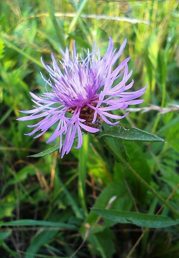 Centaurea sadleriana Endemic species of the Carpathian Basin. It is a relative to the well known bachelor's button. Centaurea sadleriana,Pink,endemic,flower