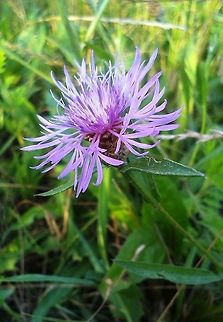 Centaurea sadleriana Endemic species of the Carpathian Basin. It is a relative to the well known bachelor's button. Centaurea sadleriana,Pink,endemic,flower