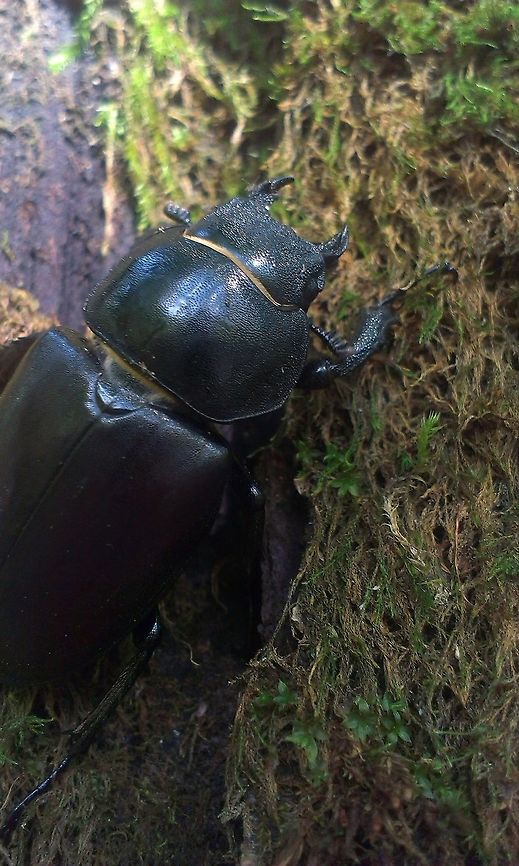 Lucanus cervus Female Lucanus cervus,Stag beetle