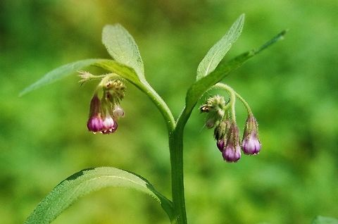Symphytum officinale Analog photo Symphytum officinale,comfrey,purple