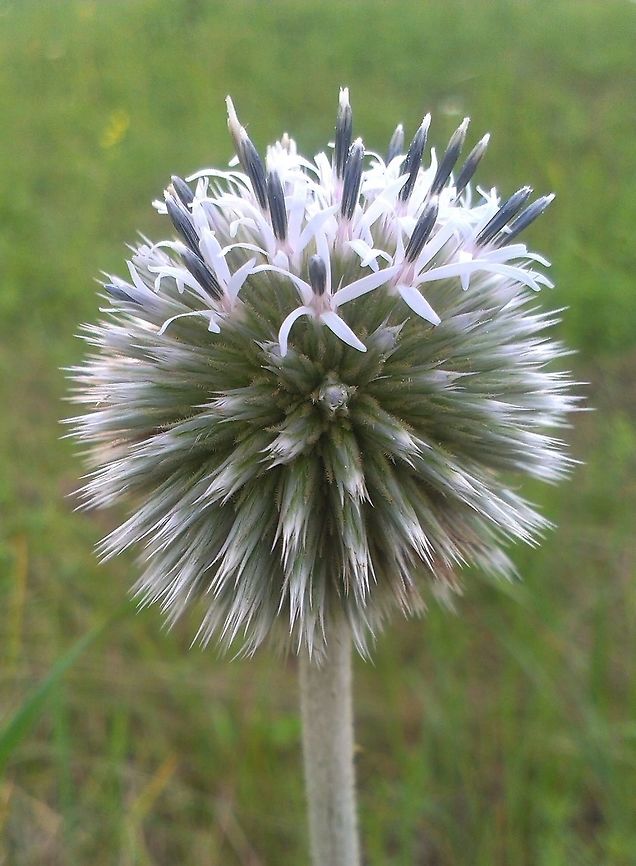 Echinops sphaerocephalus  Echinops sphaerocephalus,Great globe thistle