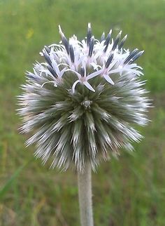 Echinops sphaerocephalus  Echinops sphaerocephalus,Great globe thistle