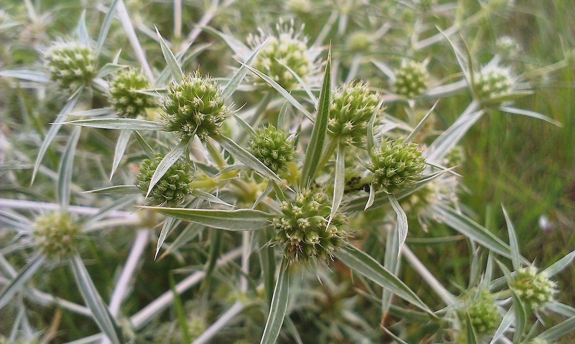 Eryngium campestre  Eryngium,Eryngium campestre