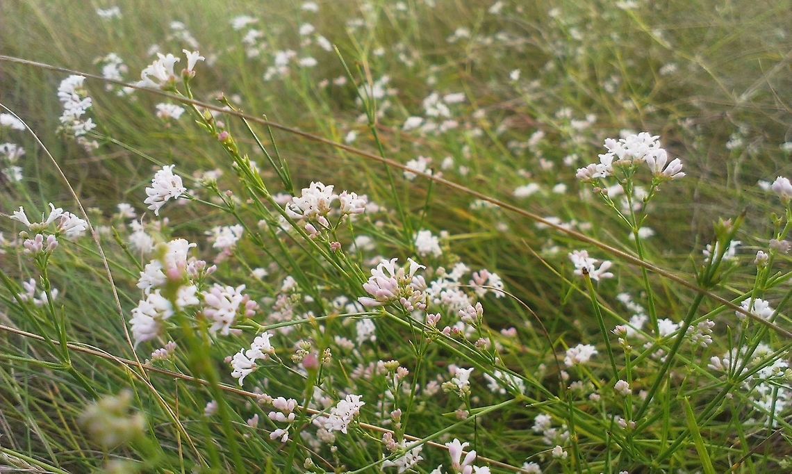 Berteroa incana  Berteroa incana