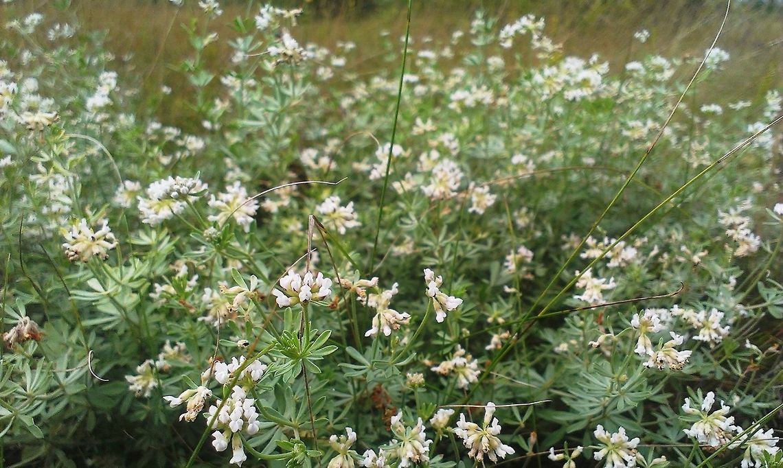 Dorycnium pentaphyllum subsp. germanicum  Dorycnium pentaphyllum