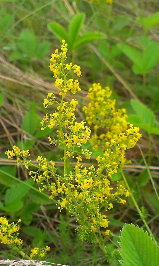 Galium verum Around the plant there are wild strawberry (fragaria vesca) leaves. Galium verum,Ladys bedstrawyellow bedstraw