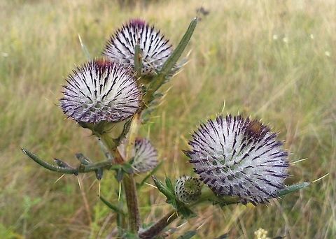 Cirsium eriophorum This picture shows the plant before blooming. Cirsium,Cirsium eriophorum