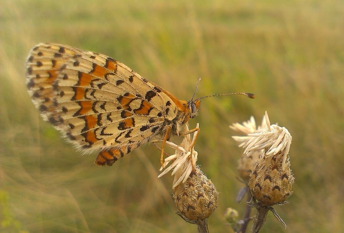 Melitaea trivia  Melitaea trivia,The Lesser Spotted Fritillary