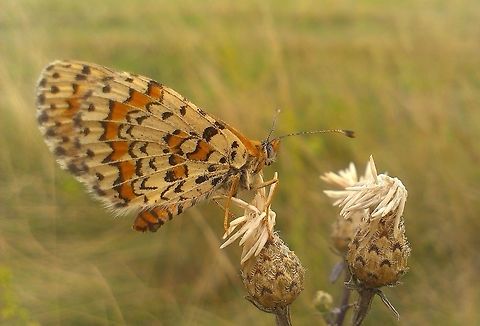 Melitaea trivia  Melitaea trivia,The Lesser Spotted Fritillary