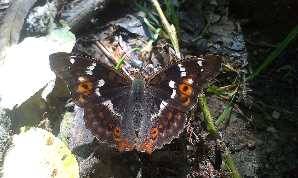 Apatura ilia  Apatura ilia