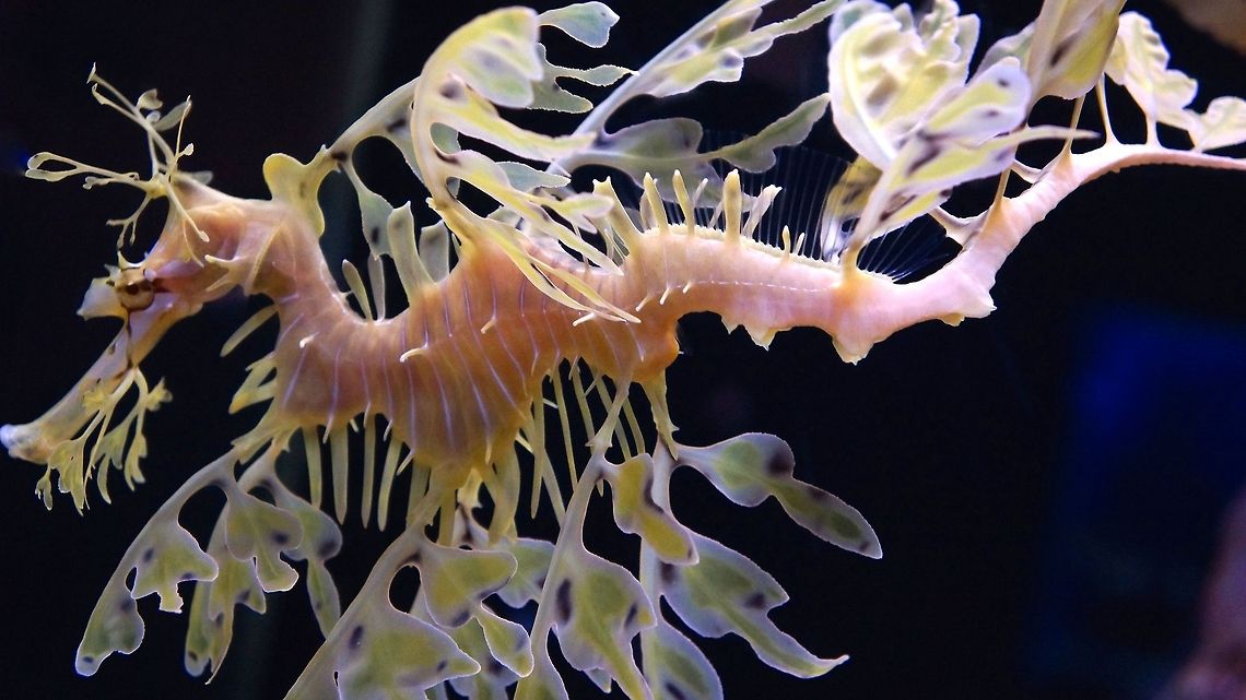 Leafy Sea Dragon  Leafy seadragon,Phycodurus eques