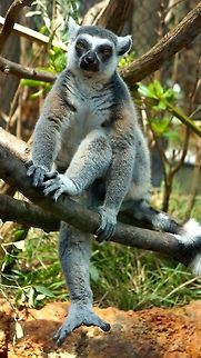 ring-tailed lemurs  Lemur catta,Ring-tailed lemur