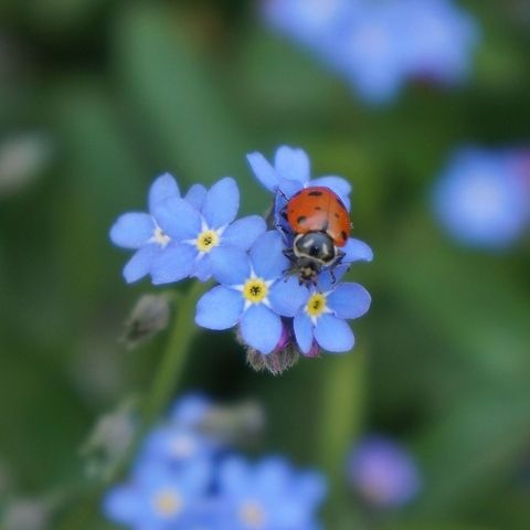 Ladybug & Forget-Me-Nots I found this lady bug enjoying my garden last spring. Convergent lady beetle,Hippodamia convergens