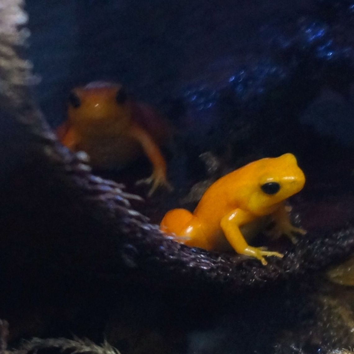 Golden Mantella  Golden frog,Mantella aurantiaca
