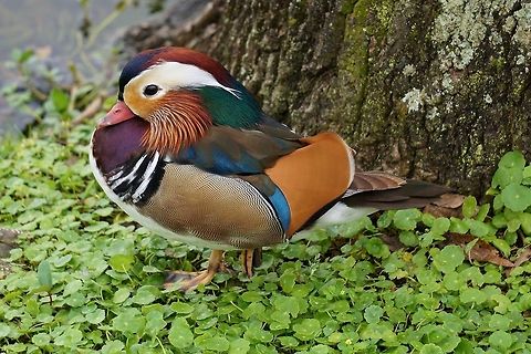 Mandarin Duck  Aix galericulata,Mandarin Duck