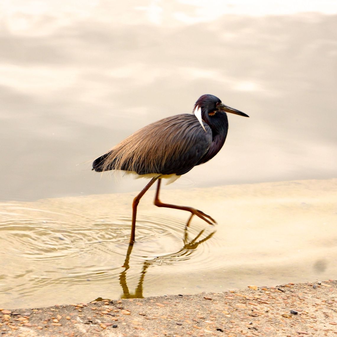 DSC00113  Egretta tricolor,Tricolored Heron