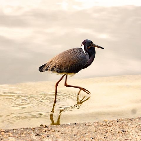 DSC00113  Egretta tricolor,Tricolored Heron