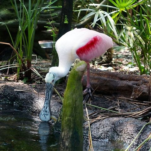 Roseate Spoonbill Roseate Spoonbill having a meal. Platalea ajaja,Roseate Spoonbill