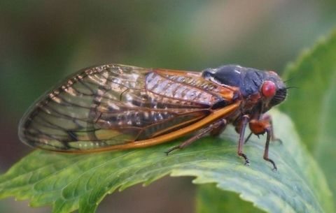 17-Year Cicada Photo was shot in my home's backyard in NJ during the spring of 2013.  The cicadas were very loud & there were so many of them.  They would smashed into my windshield as I was driving.  They moved very slow & were easy to photograph.   Magicicada septendecim