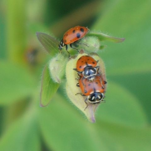 Ladybugs  Convergent lady beetle,Hippodamia convergens