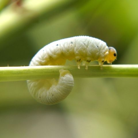 Caterpillar Does anyone know what kind of caterpillar this is?  They ate all the leaves on my elderberry plants.  I had the plants for years and this is the 1st time this has happened.