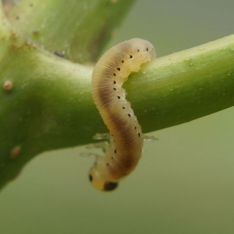 Caterpillar