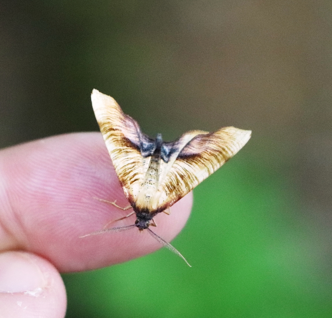 The scorched wing Observed while walking in an urban forest, Central Slovenia. Geotagged,Plagodis dolabraria,Slovenia,Spring